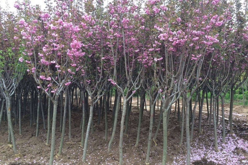 樱花樱花小苗樱花树苗日本樱花苗