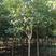 桂花树，咸宁桂花树，地径3至5公分，金桂丹桂