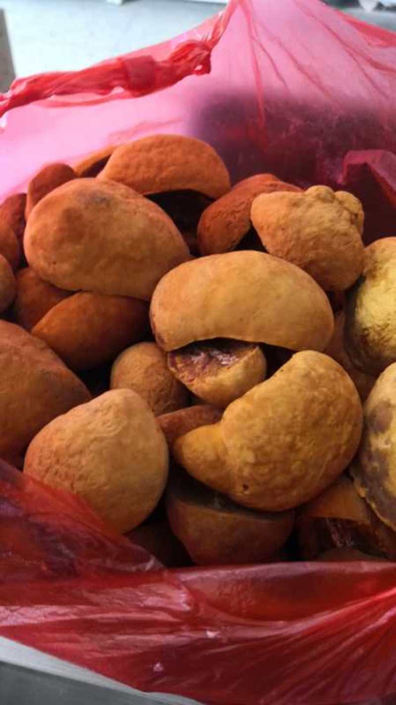 桑黄菌包以有现拿回去直接开口出黄货西峡县科达菌种厂