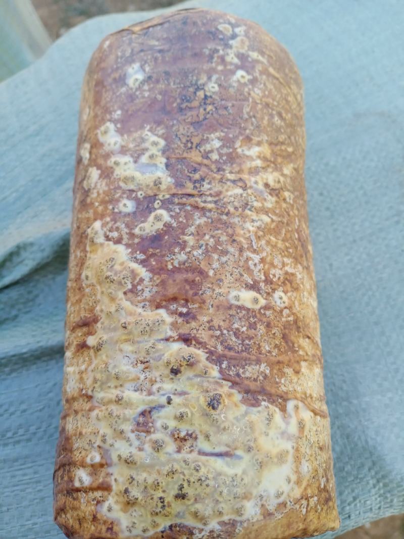 桑黄菌包以有现拿回去直接开口出黄货西峡县科达菌种厂