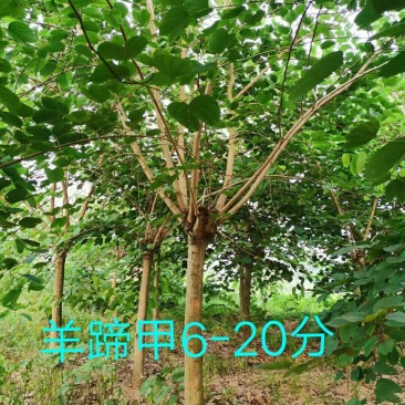 羊蹄甲从业十多年资源强大价格公开透明。。。。。。