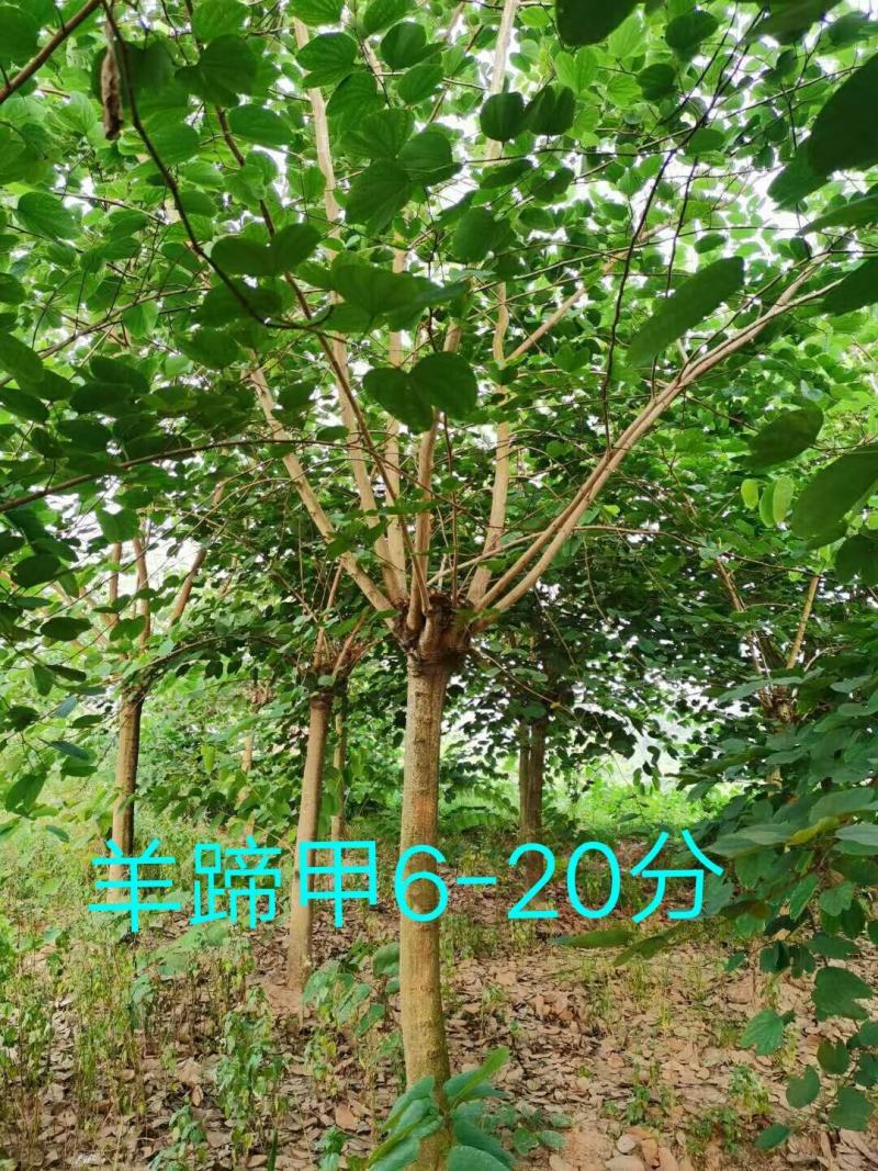 羊蹄甲从业十多年资源强大价格公开透明。。。。。。