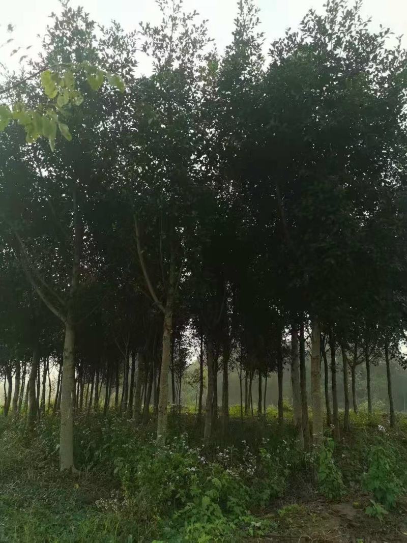 小叶榕，从业十多年资源强大价格公开透明。。。。。