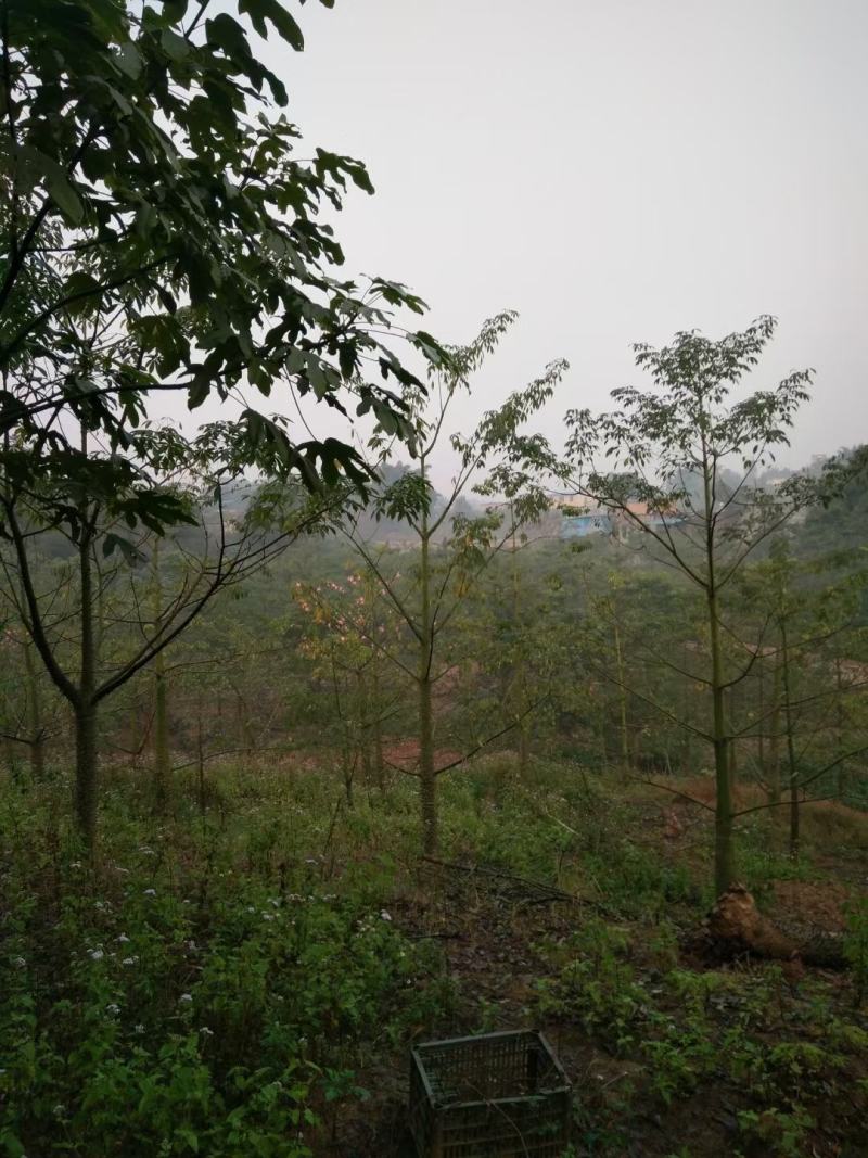 美丽木棉，从业十多年资源强大价格公开透明