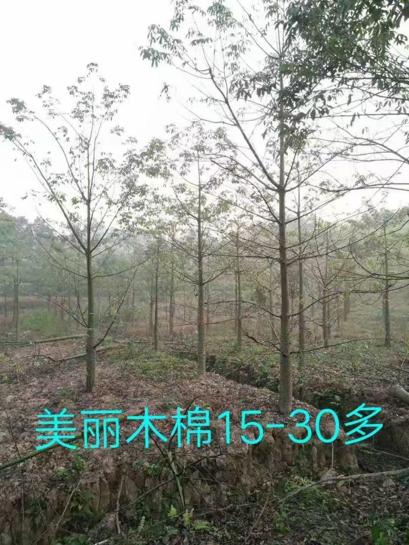 美丽木棉，从业十多年资源强大价格公开透明