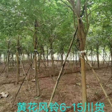 黄花风铃木，从业十多年资源强大价格公开透明。。。。