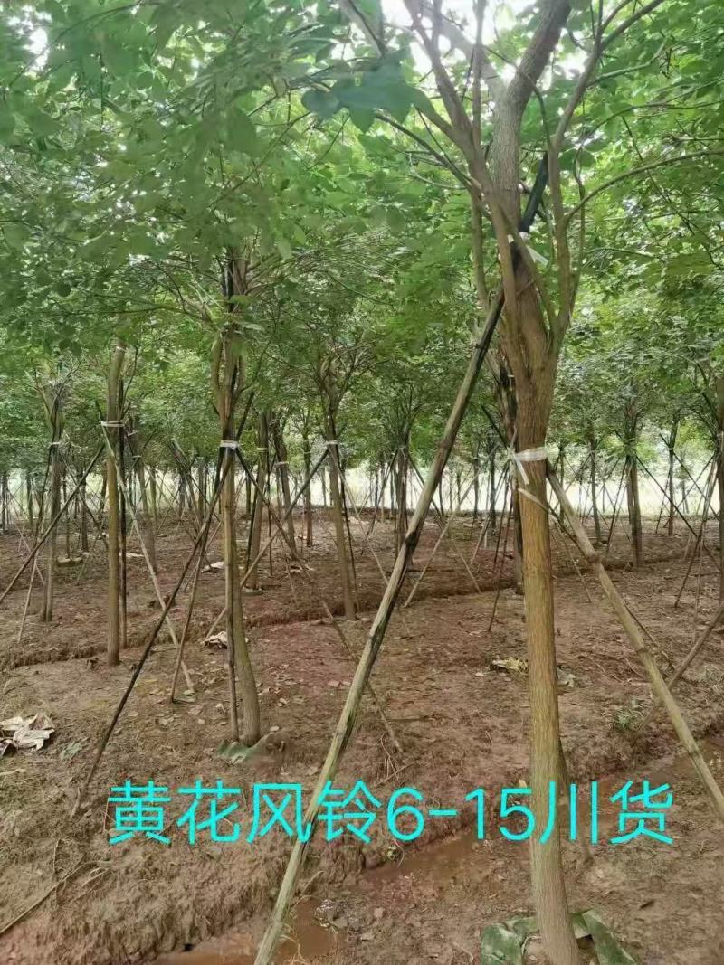 黄花风铃木，从业十多年资源强大价格公开透明。。。。