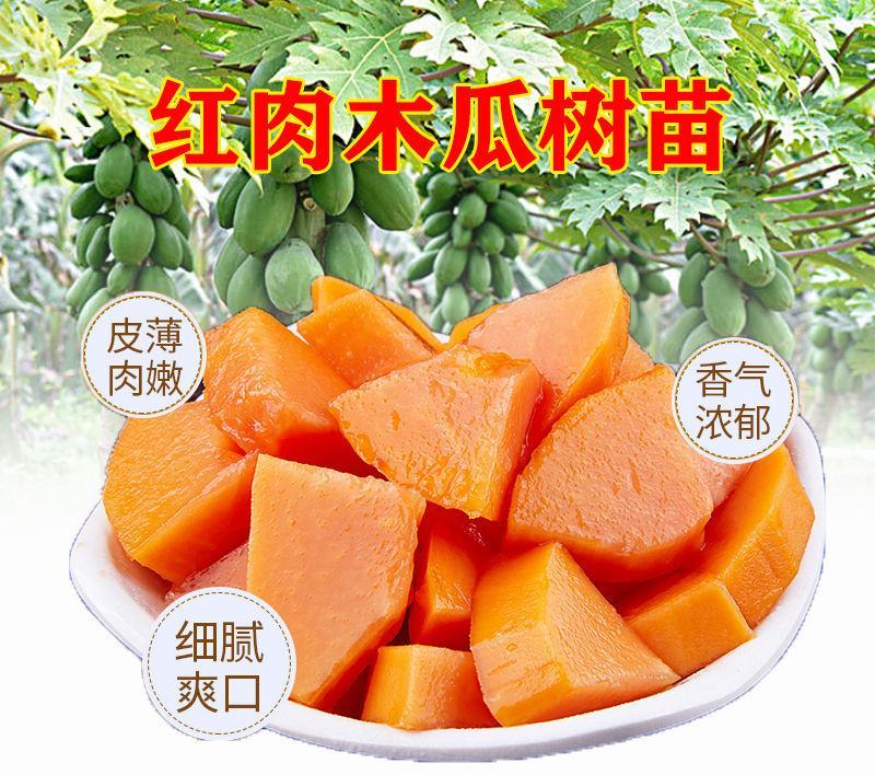 红肉木瓜苗大青木瓜苗奶木瓜苗水果番木瓜苗可当结果