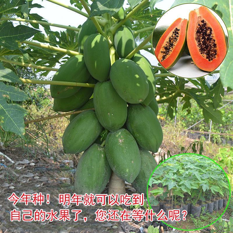 红肉木瓜苗大青木瓜苗奶木瓜苗水果番木瓜苗可当结果