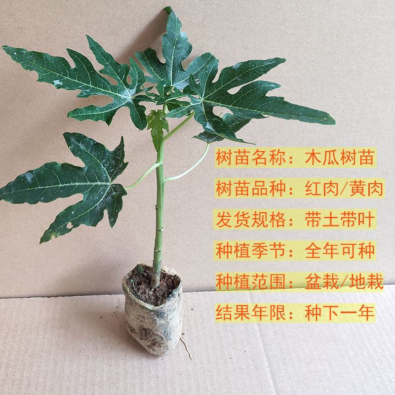 红肉木瓜苗大青木瓜苗奶木瓜苗水果番木瓜苗可当结果