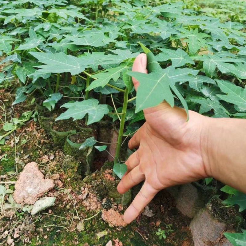 红肉木瓜苗大青木瓜苗奶木瓜苗水果番木瓜苗可当结果