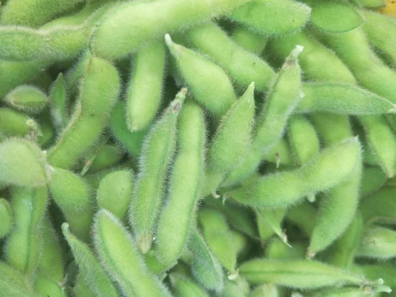本地毛豆翠绿宝毛豆大量上市产地直发一手货源，可视屏看货
