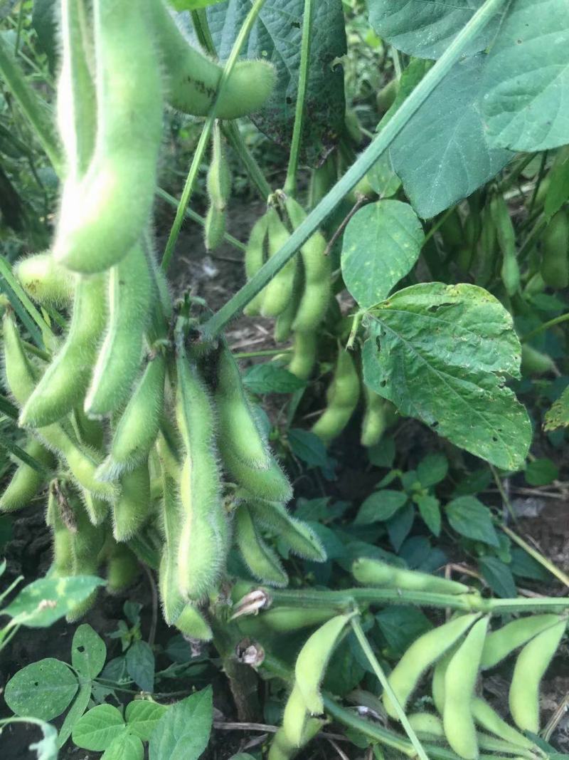 本地毛豆翠绿宝毛豆大量上市产地直发一手货源，可视屏看货
