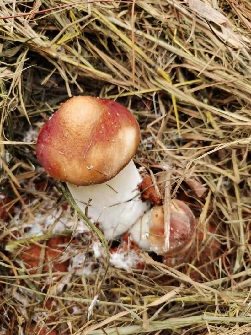 新鲜赤松茸，赤松茸产地直发，批发一件代发，泡沫箱5斤装