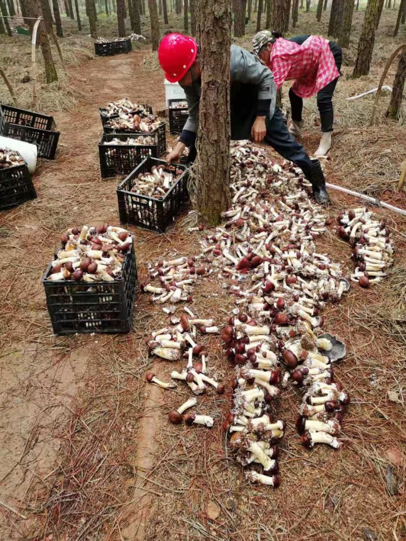 新鲜赤松茸，赤松茸产地直发，批发一件代发，泡沫箱5斤装