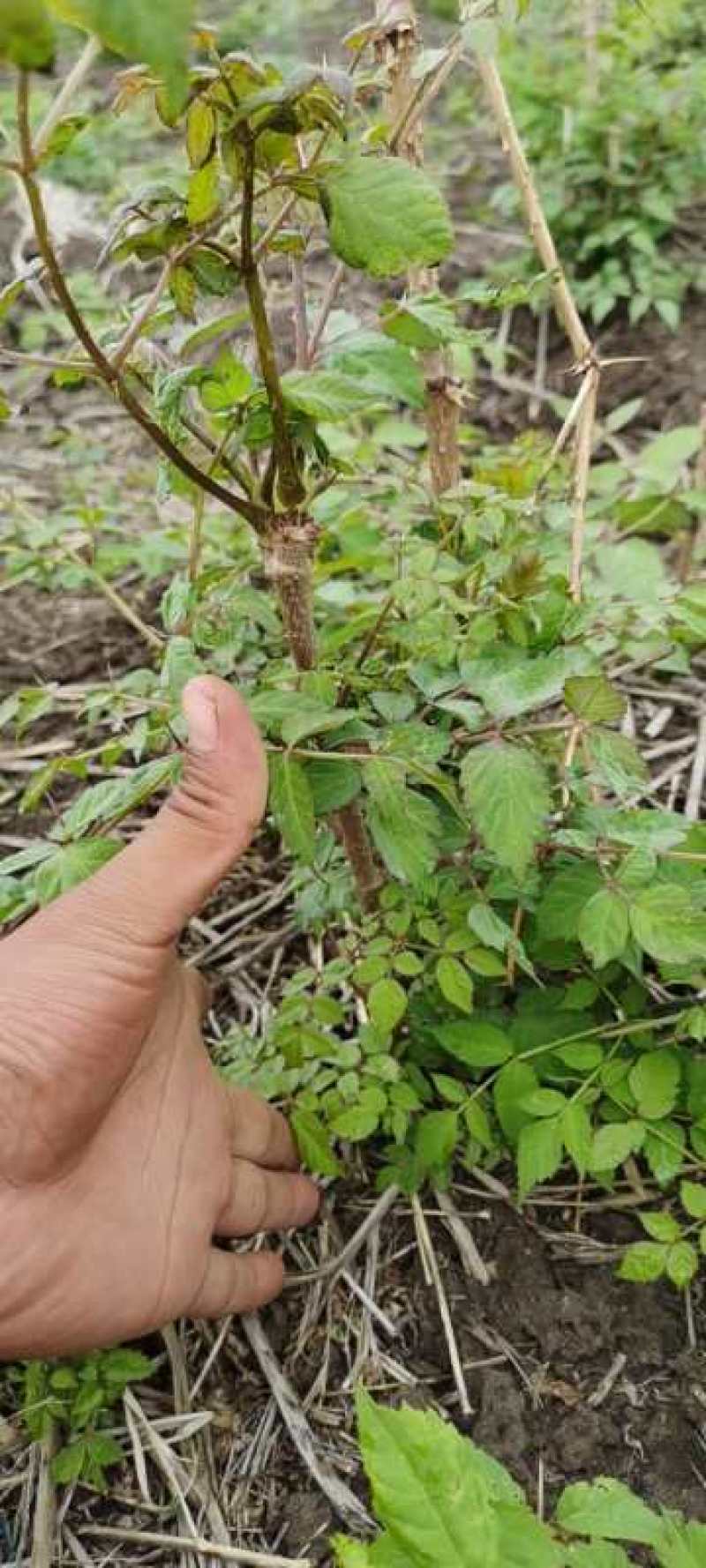 刺嫩芽苗，乌龙头苗，刺包头苗一手货源欢迎选购