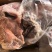 熟牛杂，熟羊杂，熟羊肉