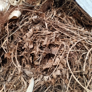 花生秧干绿不霉干净无杂质