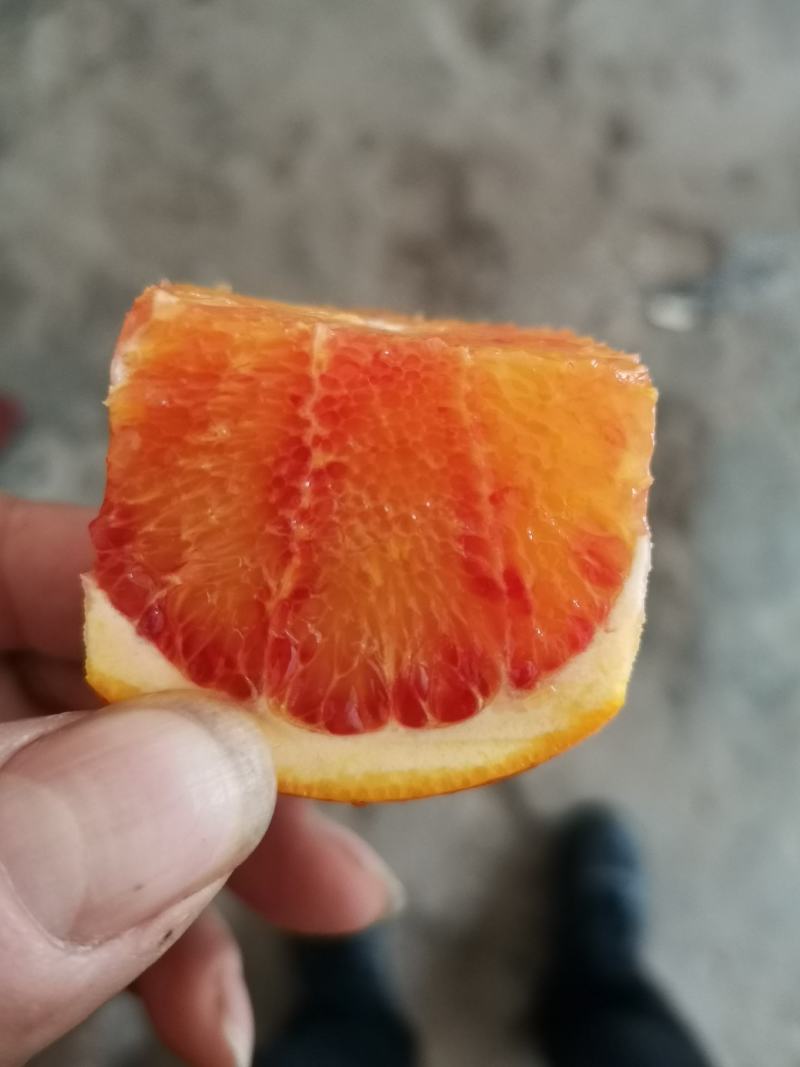 农家自产自销塔罗科血橙