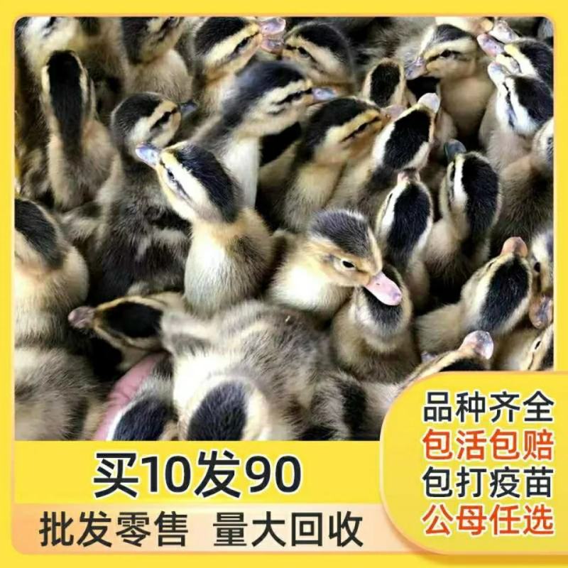 鸭苗四点麻鸭苗番鸭苗孵化基地麻鸭四点麻