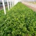 徐州新沂万亩西芹精品细棵水洗芹菜蔬菜55-60产地直供