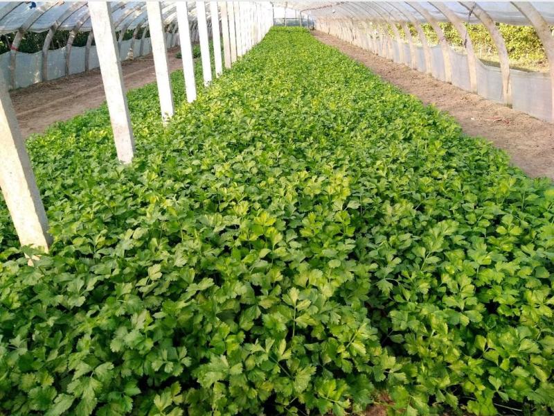 徐州新沂万亩西芹精品细棵水洗芹菜蔬菜55-60产地直供