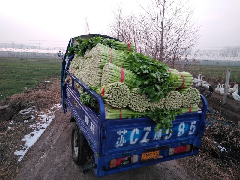徐州新沂万亩西芹精品细棵水洗芹菜蔬菜55-60产地直供