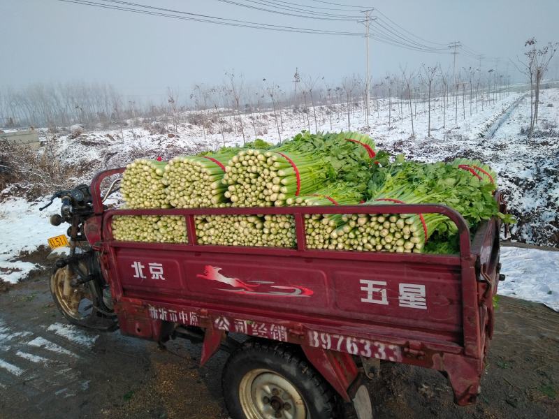 徐州新沂万亩西芹精品细棵水洗芹菜蔬菜55-60产地直供