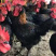 大黑凤公鸡4斤，5.5斤，全部有货
