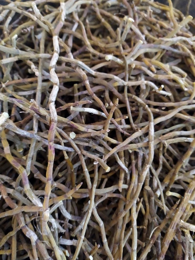 浙江品种铁皮石斛干条，芽条，新货，全化渣，基地直发