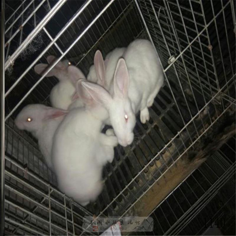 新西兰肉兔种兔大型一对小白兔白兔肉兔子活物公母兔兔家养巨