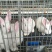 新西兰肉兔种兔大型一对小白兔白兔肉兔子活物公母兔兔家养巨