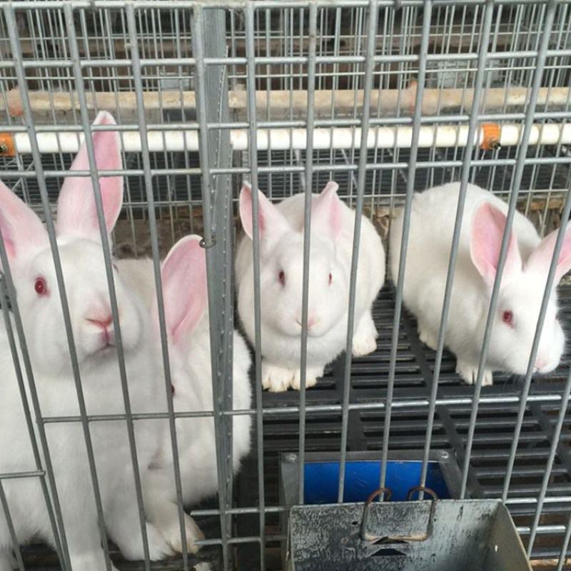 新西兰肉兔种兔大型一对小白兔白兔肉兔子活物公母兔兔家养巨