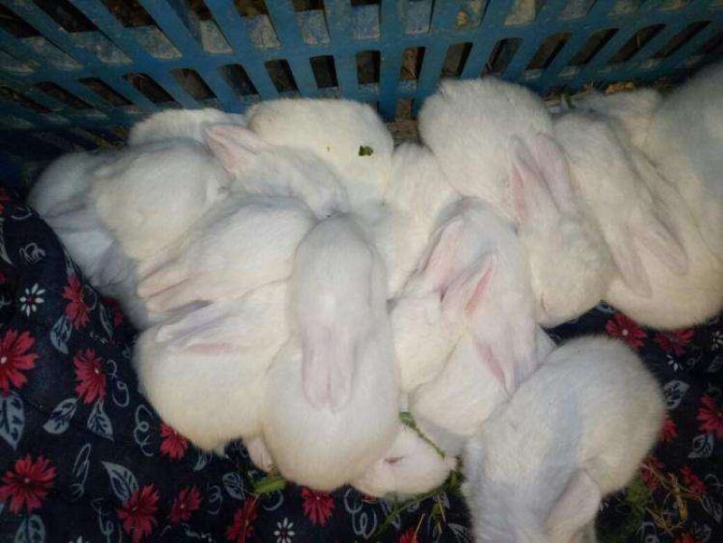 新西兰肉兔种兔大型一对小白兔白兔肉兔子活物公母兔兔家养巨