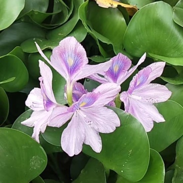 水葫芦，凤眼兰，大量供应价格美丽