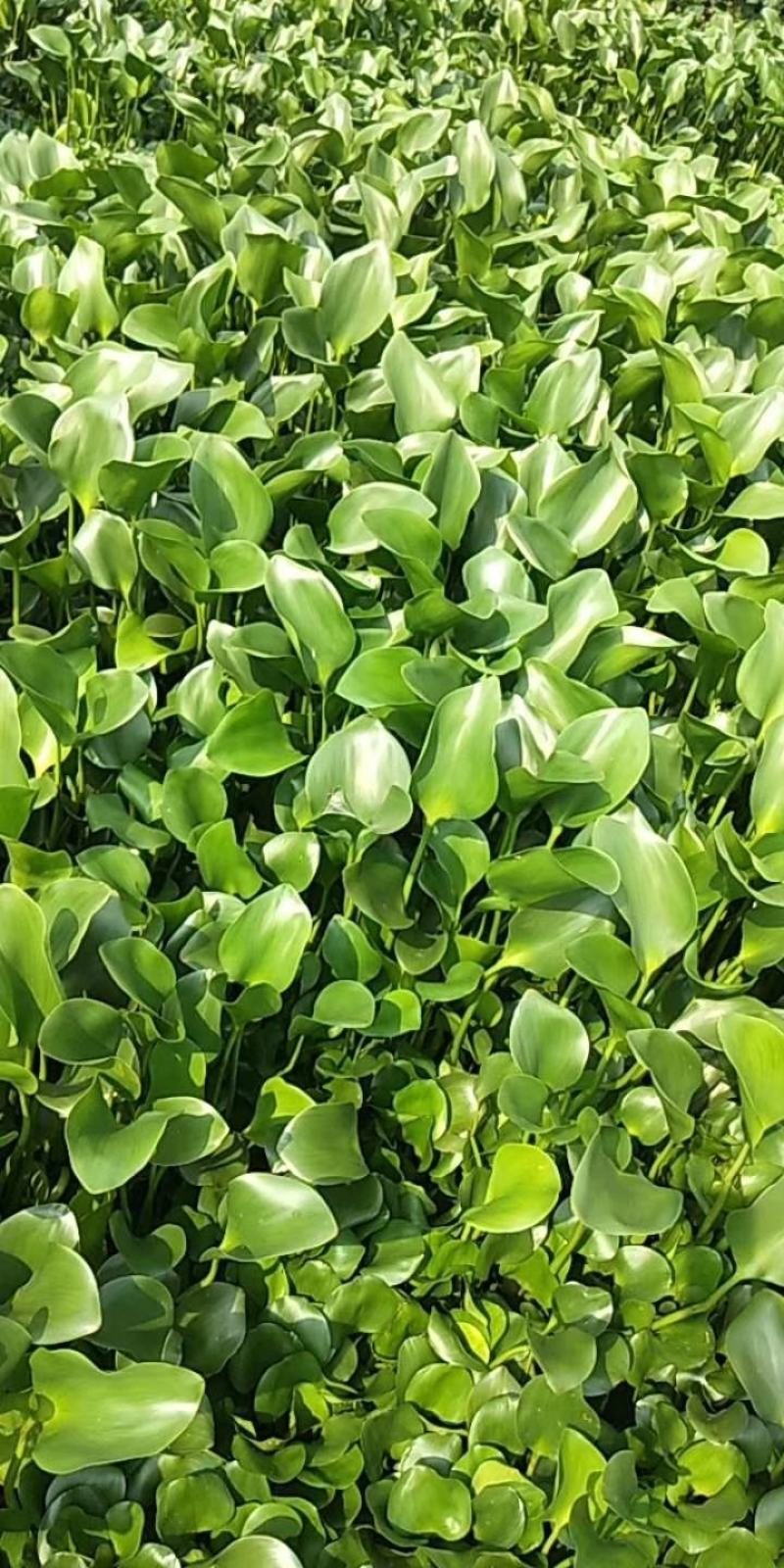 水葫芦，凤眼兰，大量供应价格美丽