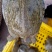 三到八两都黑花甲鱼，品质相当漂亮，有需要放养的朋友联系我