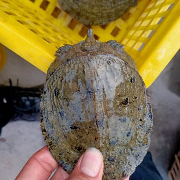 三到八两都黑花甲鱼，品质相当漂亮，有需要放养的朋友联系我