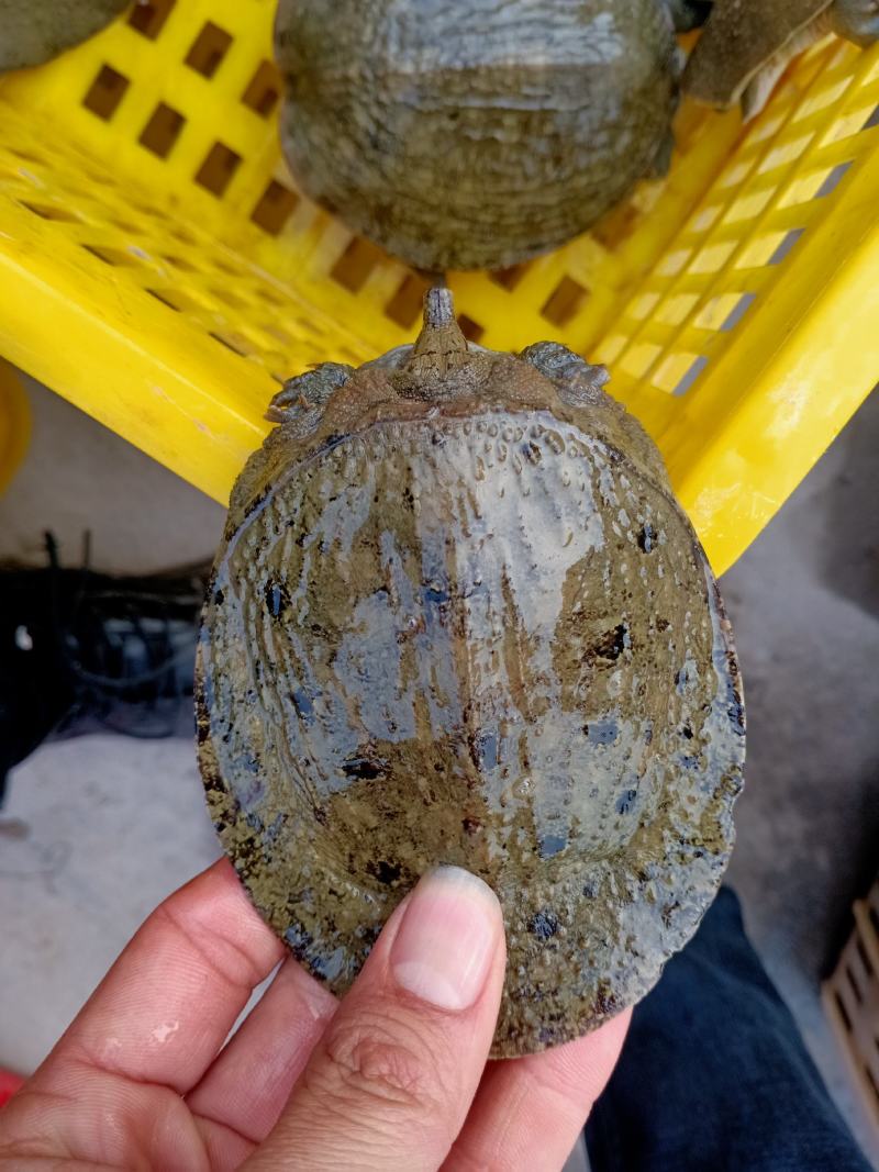 三到八两都黑花甲鱼，品质相当漂亮，有需要放养的朋友联系我