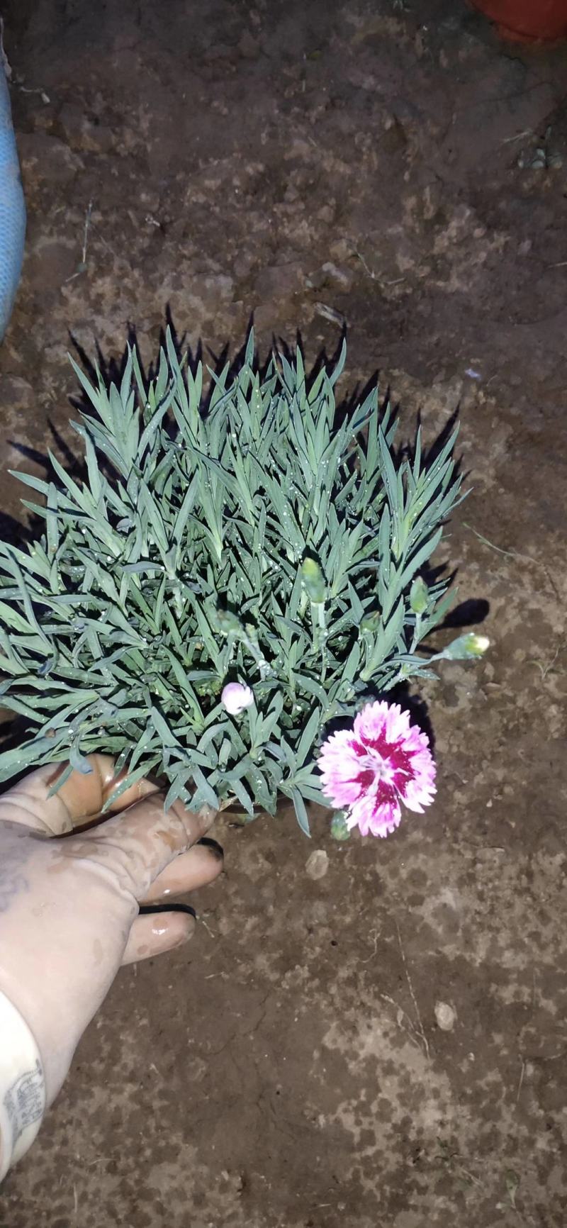 石竹彩虹石竹，五彩石竹，常夏石竹彩虹石竹美国石竹等