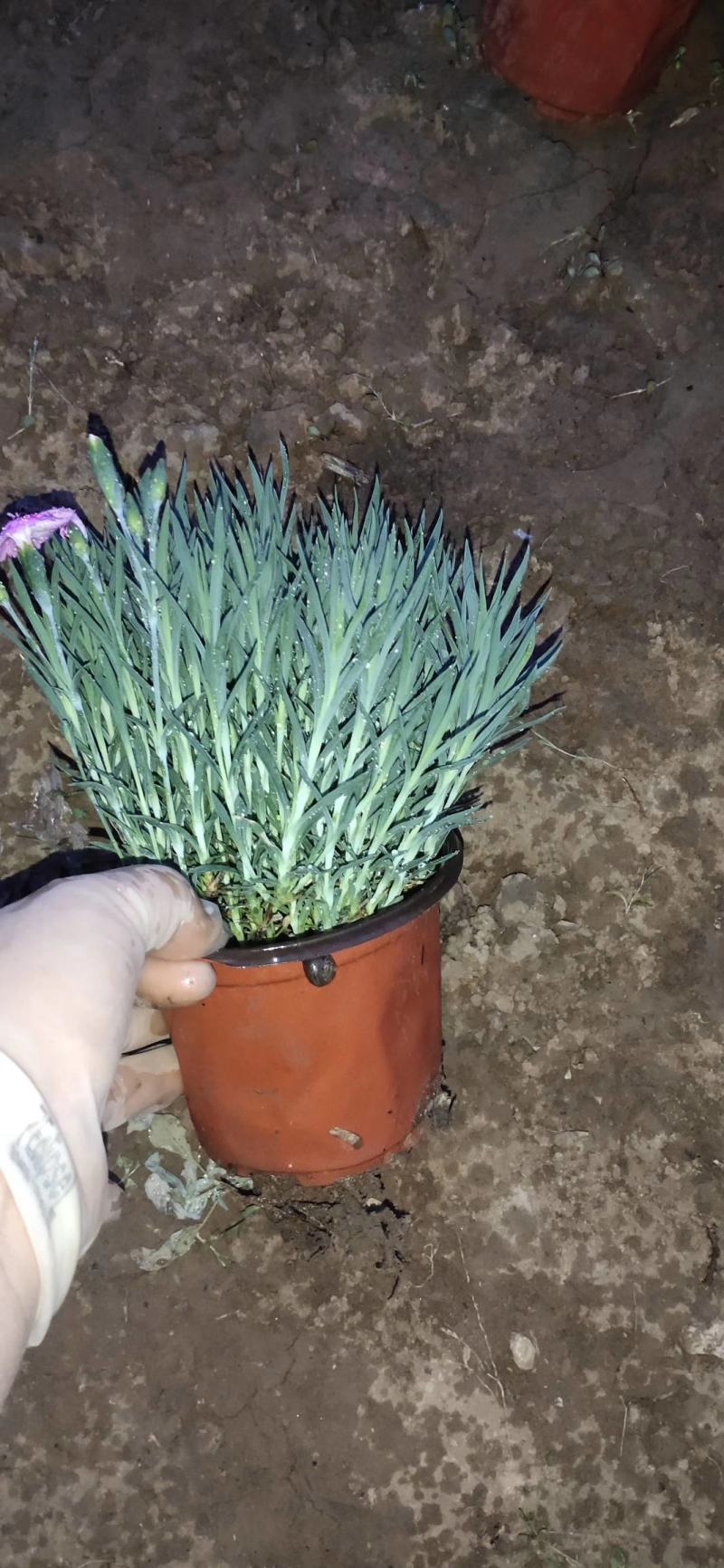 石竹彩虹石竹，五彩石竹，常夏石竹彩虹石竹美国石竹等