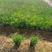 欧石竹，穴盘苗，石竹，基地直销，常年供应各种绿化苗木