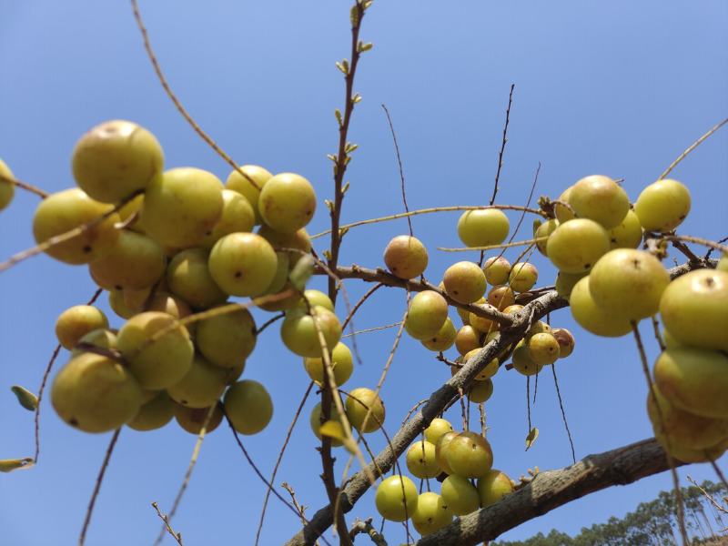 新鲜潮汕油柑子油甘子牛甘果扁甘甜
