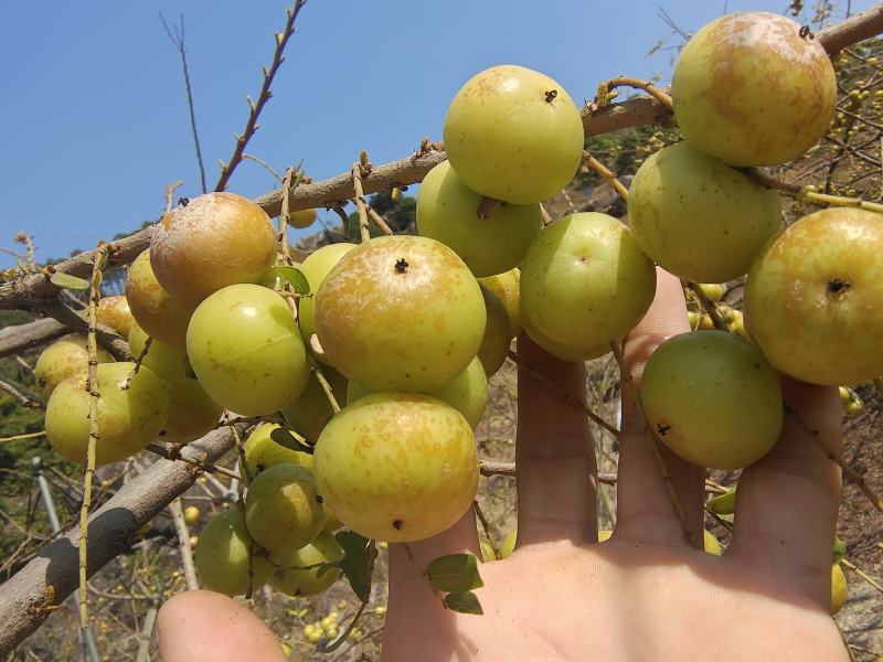 新鲜潮汕油柑子油甘子牛甘果扁甘甜