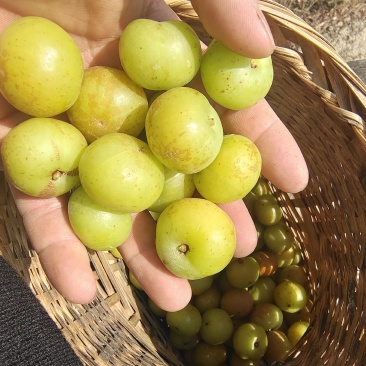 新鲜潮汕油柑子油甘子牛甘果扁甘甜