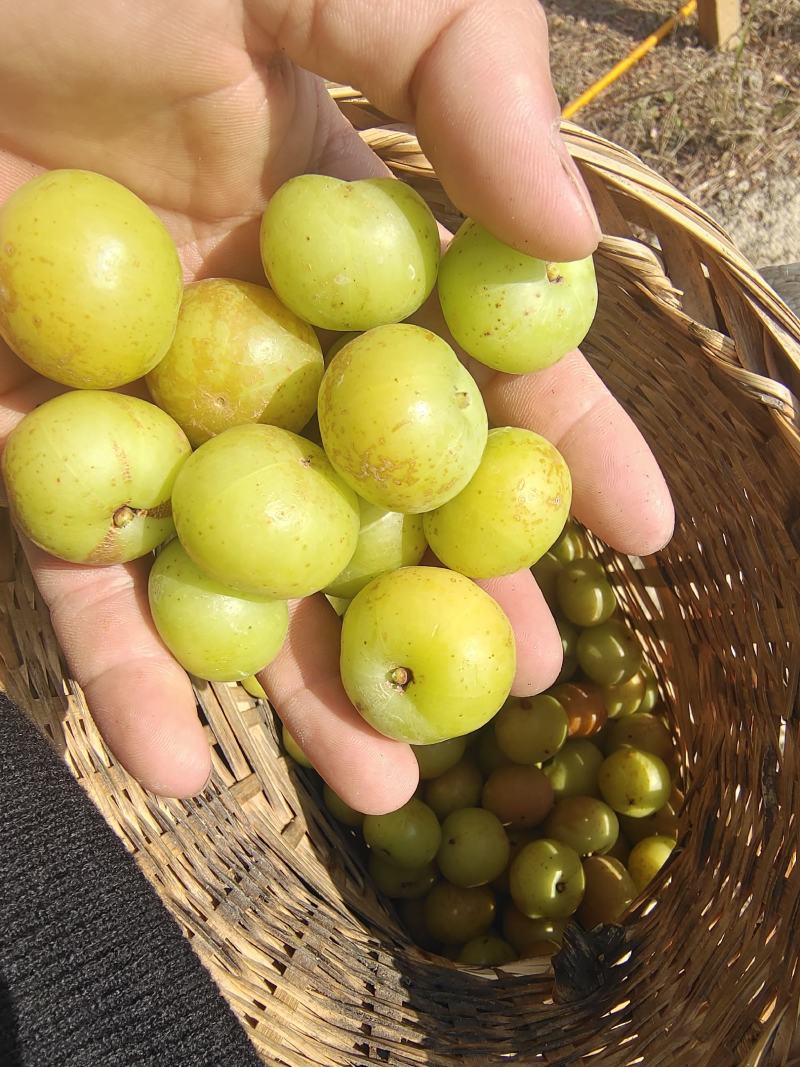 新鲜潮汕油柑子油甘子牛甘果扁甘甜