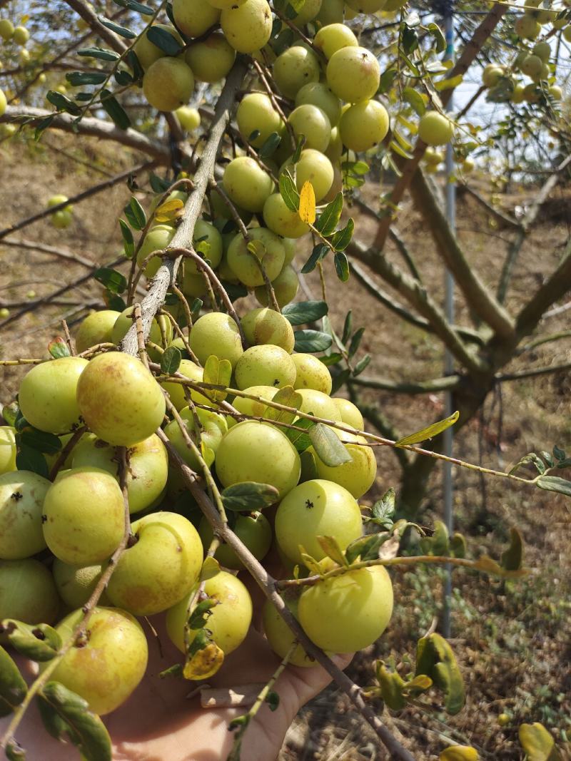 新鲜潮汕油柑子油甘子牛甘果扁甘甜