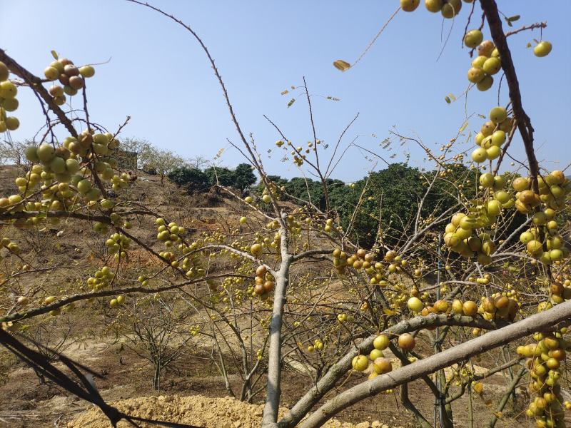 新鲜潮汕油柑子油甘子牛甘果扁甘甜