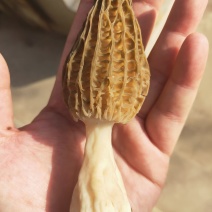 羊肚菌鲜货，陆续上市，直发包邮