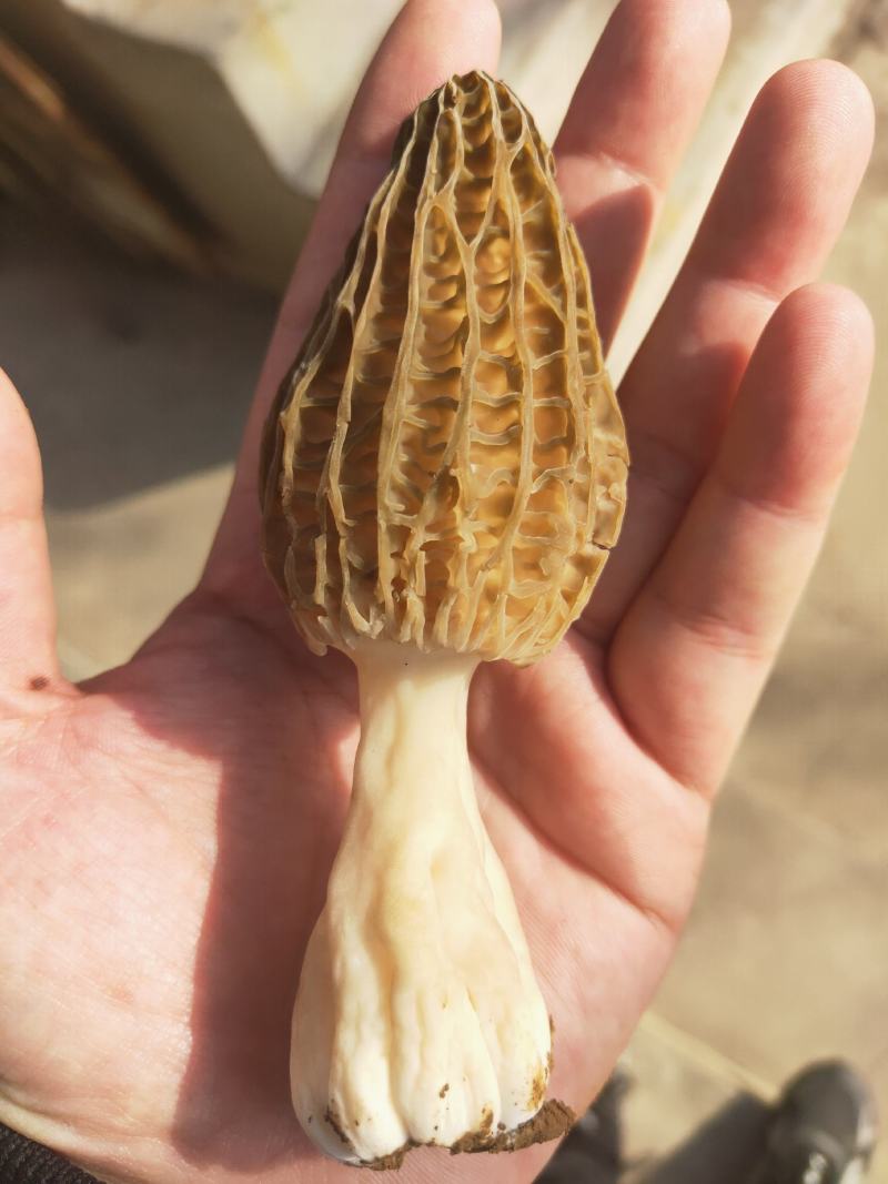 羊肚菌鲜货，陆续上市，直发包邮